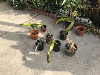 Plants