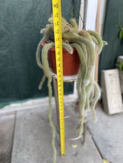Monkey Tail Cactus Plant, In 10 Inch Hanging Pot Pick Up Only