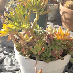 Flower Arrangements  Valentine's Day 