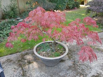 Semi Bonsai Japanese Maple