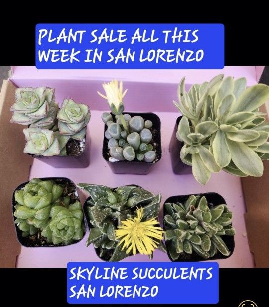 PLANT SALE  SUCCULENTS THIS WEEK IN SAN LORENZO  DM FOR APPOINTMENT