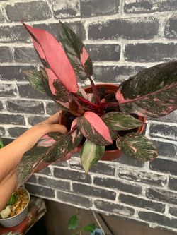 Philo pink princess indoor plants