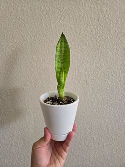 Snake plant