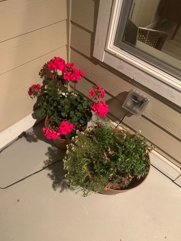 Plants for sale for Sale in Olympia, WA - OfferUp