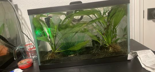 Complete 5 gallon aquarium setup-fully cycled and ready to go!
