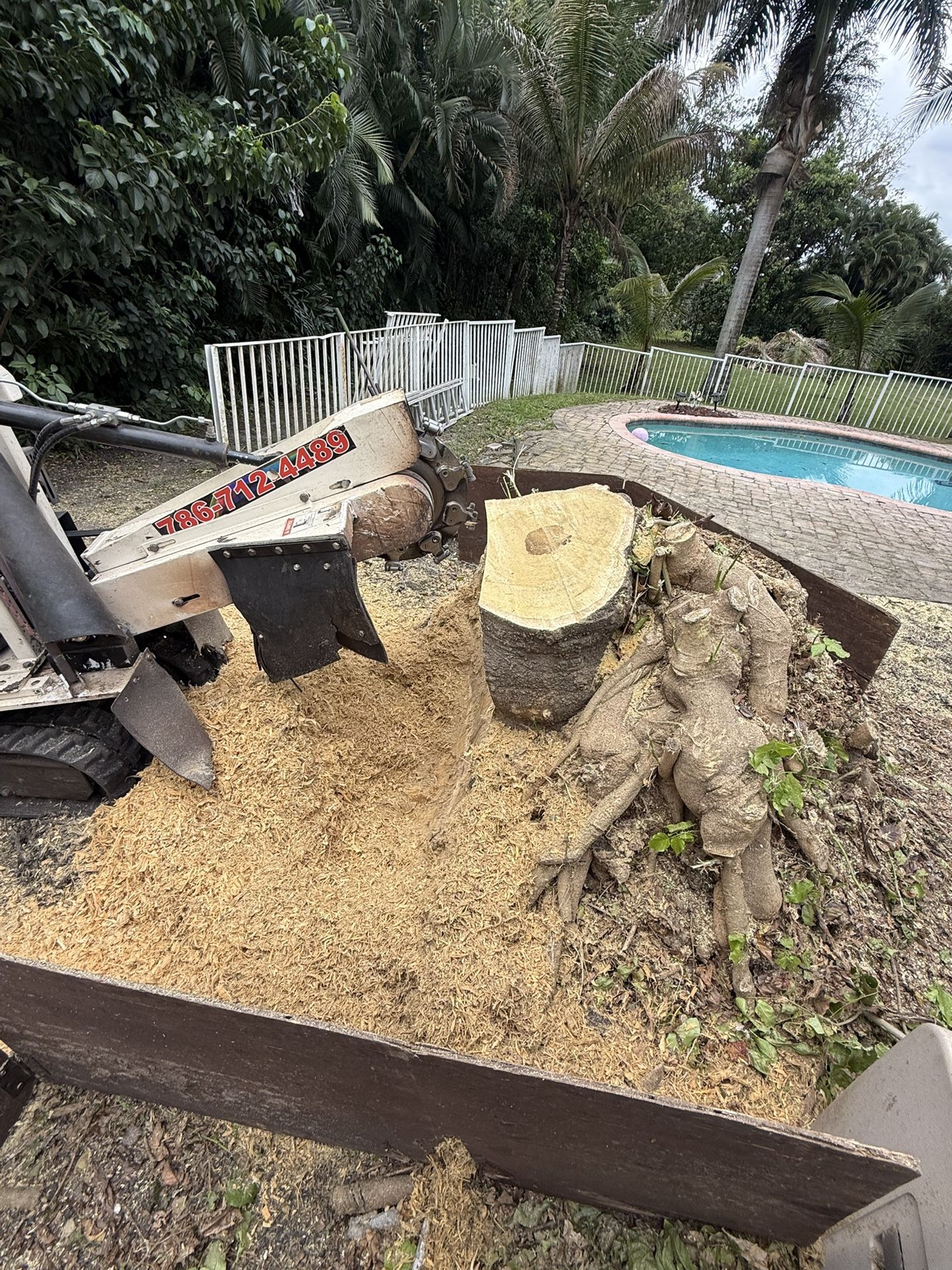 Stumps Grinding Palms And Trees