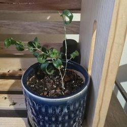 Ficus 