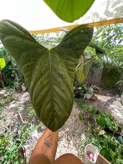Anthurium pap soul reaper   X Sam’s red