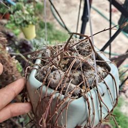 Succulent Plant 