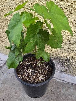 Grape plants 12 cada una