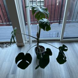 Monstera Deliciosa