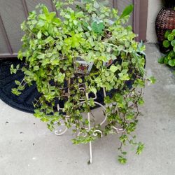 planta trasenenta tiene 4 diferentes