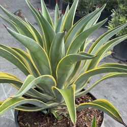 Variegated Agave - 7gl