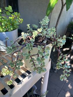 Succulent plant