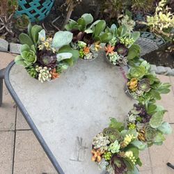 Little Succulents 