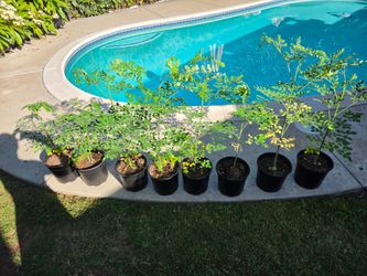 Organic Moringa (Malungay) 2ft-3.5ft, $35-$40