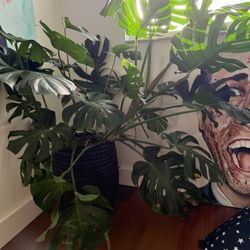 Large monstera Plant With Stone Pot