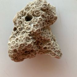 Sea Shell