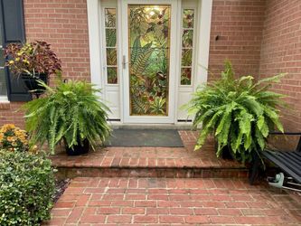 Ginormous Boston Ferns And Large Coleus