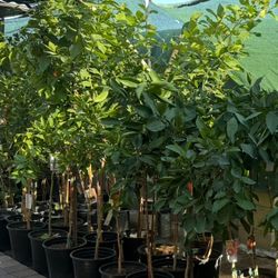 Lemon 🍋 Lisbon And Mexican Lime Trees 4 1/2 The Tall $55 Each Price Firm 