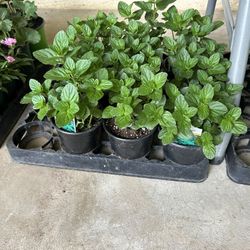 Herbs Ruda Mint Oregon Rosemary 4$ Each