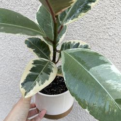 Beautiful Ficus Tineke Rubber Plant With Pot