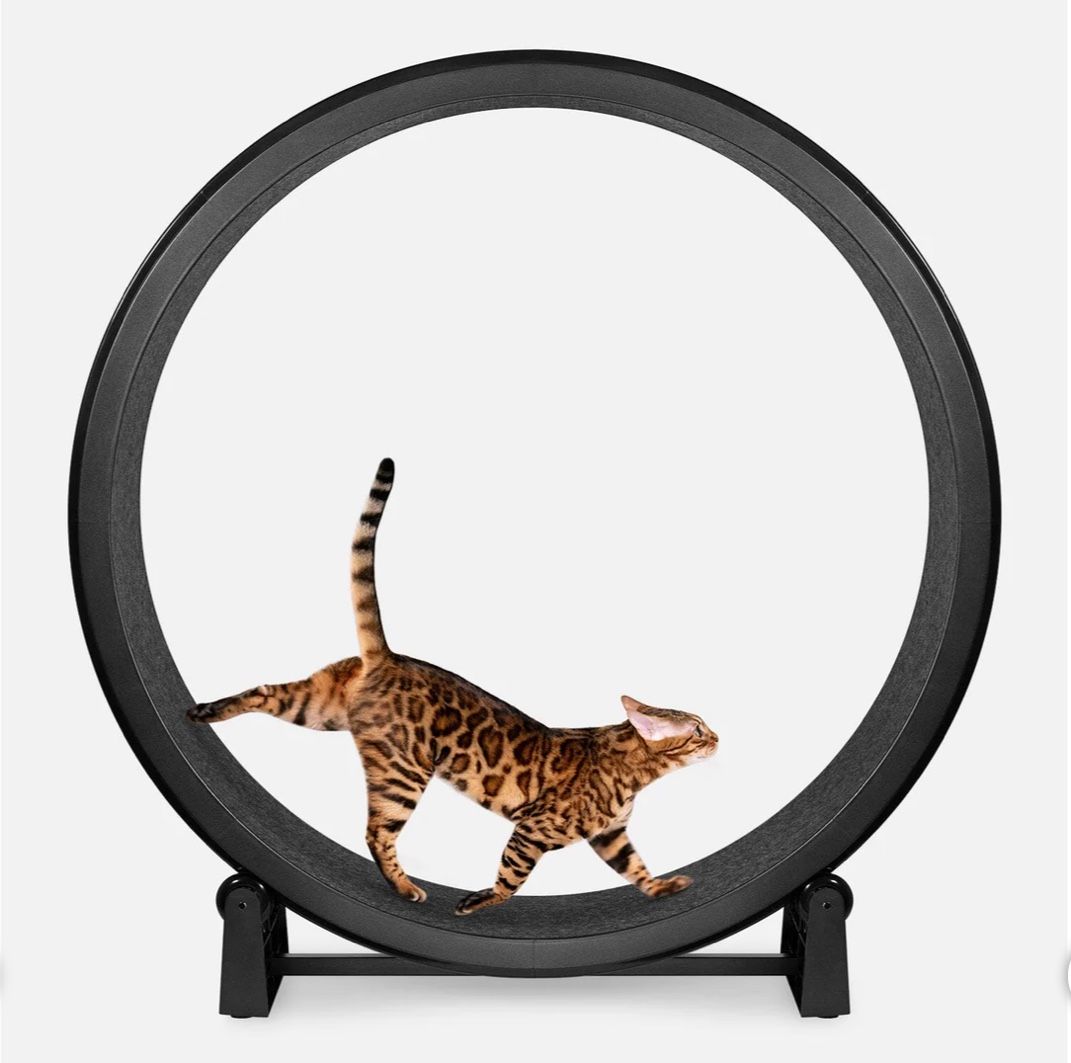 Cat Exercise Wheel