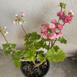 Geranium Apple Blooms Rosebud Plant, In 6 Inch Pot Pick Up Only