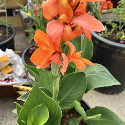 Canna Lily Potted Plant Orange Flowers 