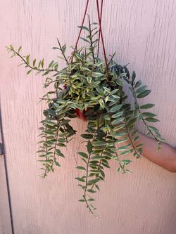 6” variegated lipstick plant
