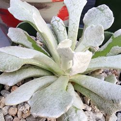 Succulents Plants Caputia scaposus var. addoensis (Wooly Senecio
