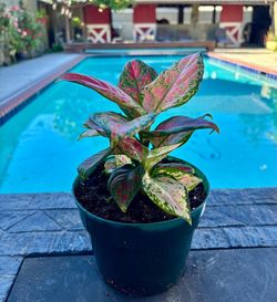 Lady valentine 6” pot b