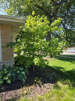 🍁 🌳 TWO HEALTHY MAPLE TREES — FOR SALE OR TRADE! 🌳