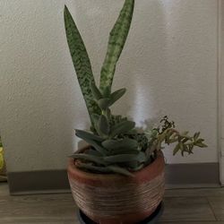 Plant A Variety Of Succulents 🪴 