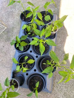 Green chili seedlings ( Deshi /Indian varieties)