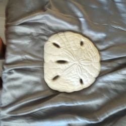Wall mount sand dollar