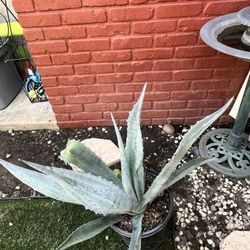 Blue Agave Plant Plant 
