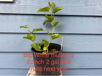 Big White Mulberry tree
