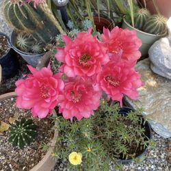 Mother Cactus in Big Clay Pot 