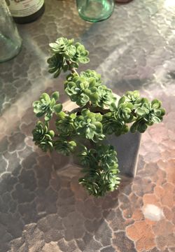 Succulent faux plant decor