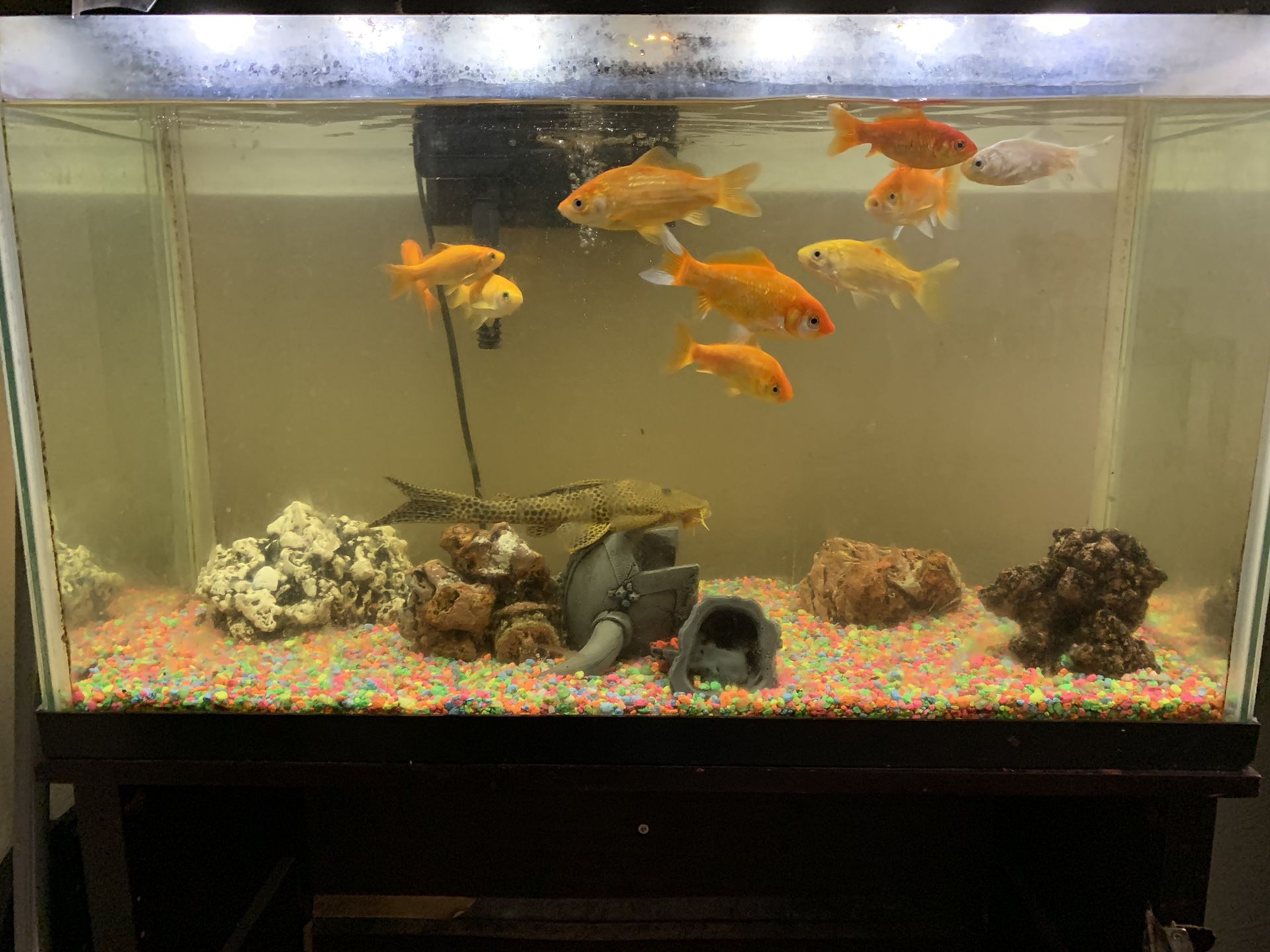 Selling 15 gallon fish tank with everything seen on the picture (no base)