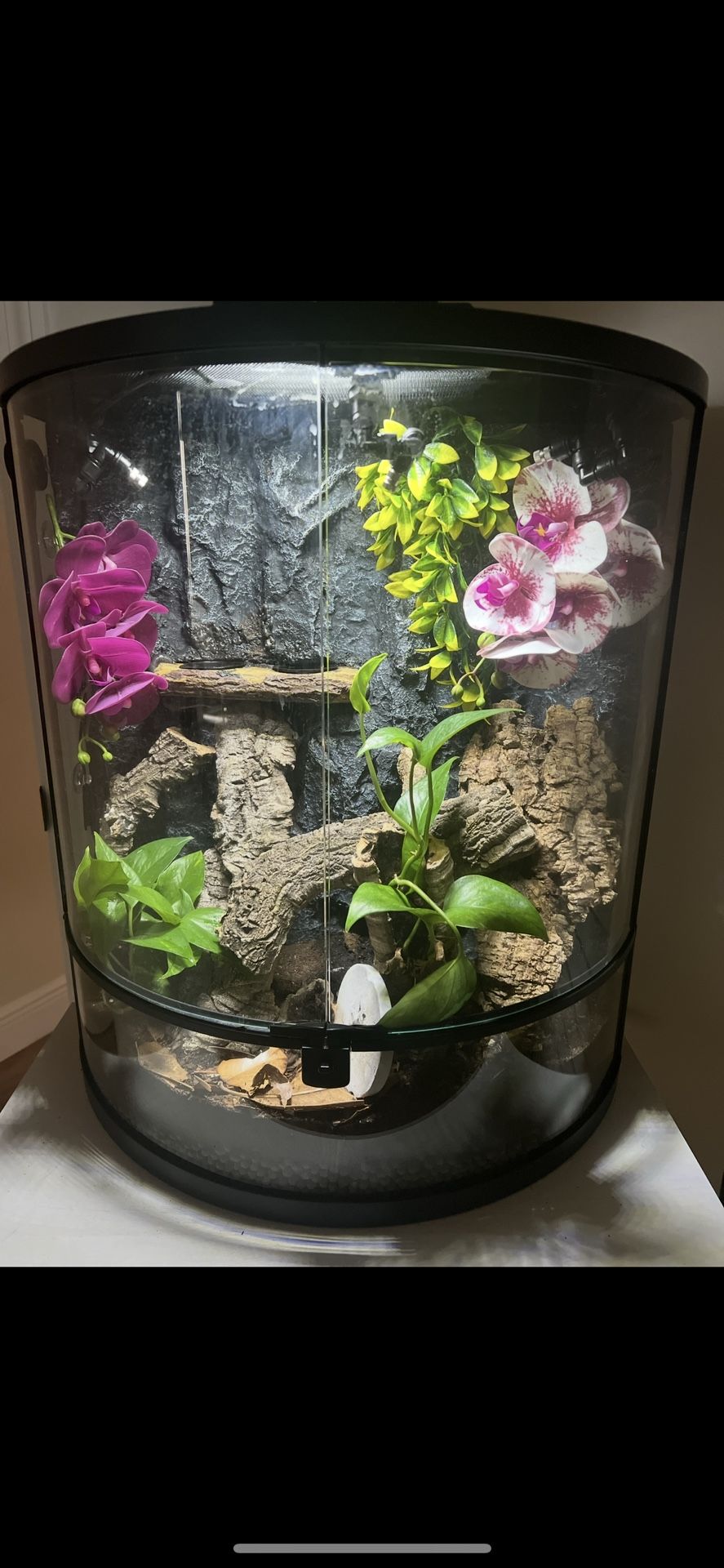 Gargoyle Gecko Enclosure 20 Gallon Tank