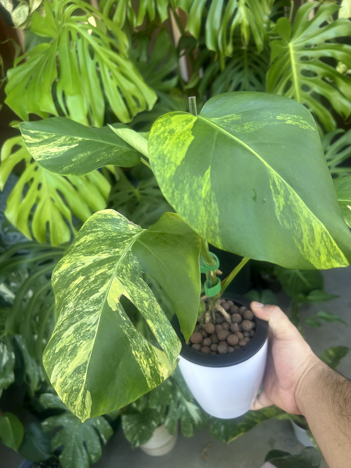 Monstera Aurea 6 Leaves $100