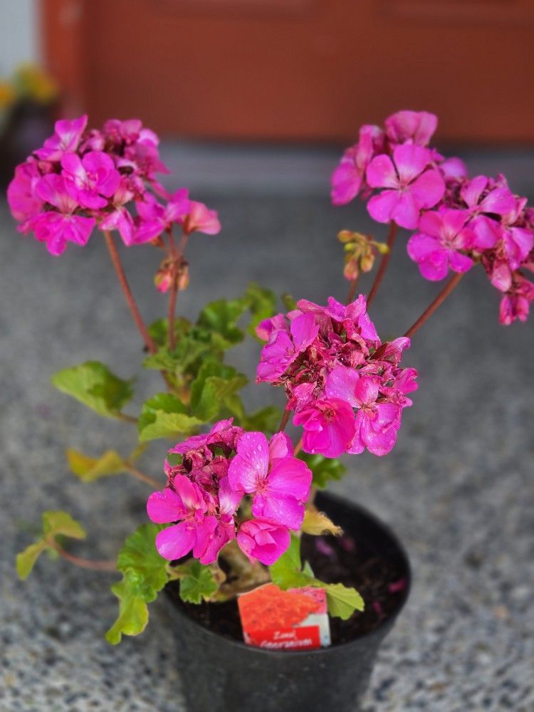Geranium Flower Plant Live