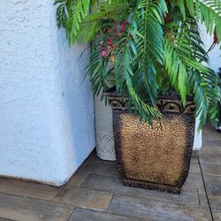 Out Door Decoration Plant