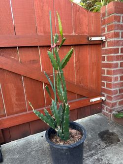 Potted Dragon Fruit Plant