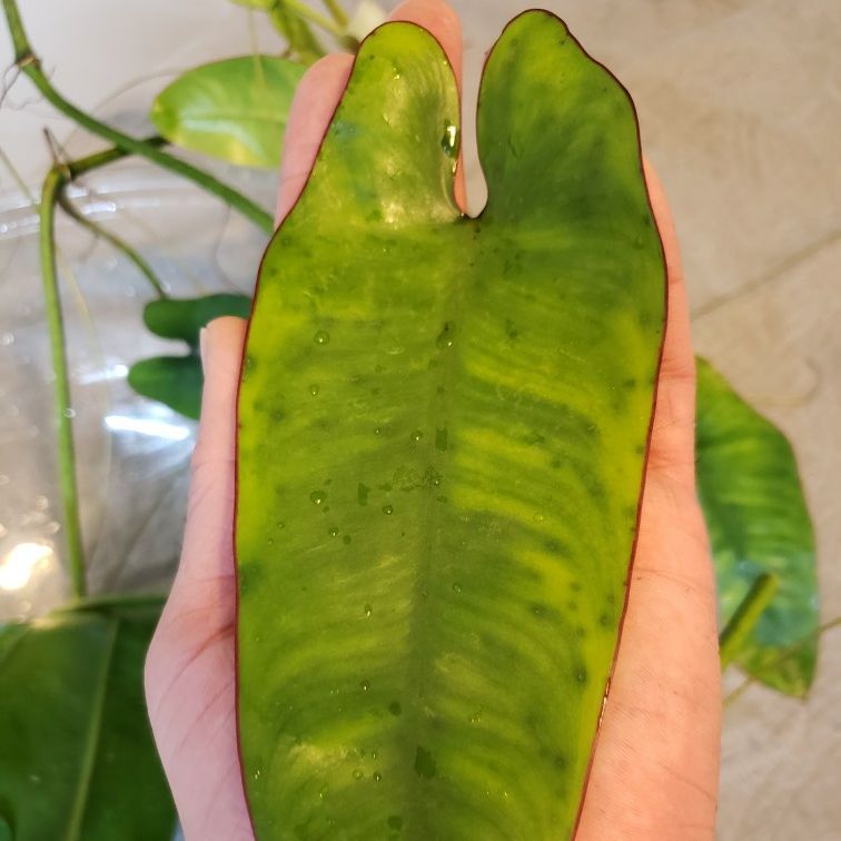 Philodendron Recurvifolium for Sale in Los Angeles, CA - OfferUp