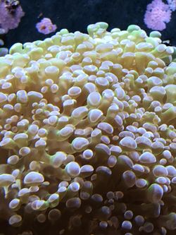 Coral