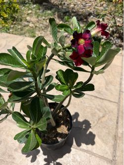 Desert Rose