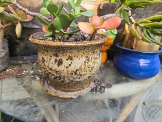 Bakers racks, tall cactus, small ceramic pots